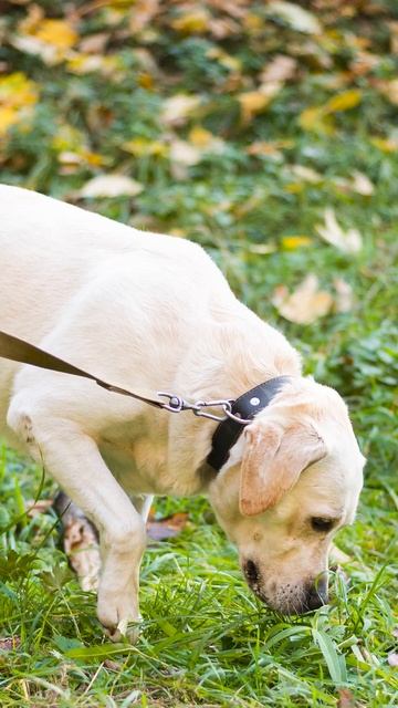 CKC Dog Facts 7 #shorts смотреть онлайн