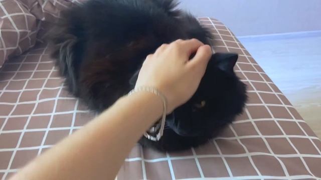 Daily Vlog ! ~ / Занимаюсь делами и попутно стараюсь наслаждаться днем/ ~