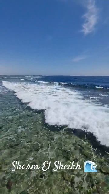 Sharm El Sheikh 🌊 #egypt #shortvideo #sharmelsheikh #travel #shorts смотреть онлайн