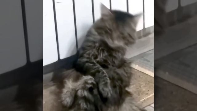 Kulguli Videolar 2021 Prikol 2021