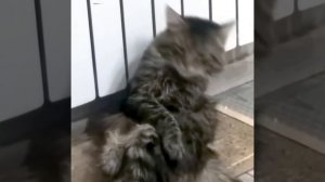 Kulguli videolar 2021 Prikol 2021