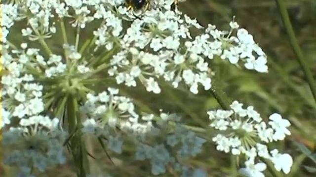 Nomada emarginata смотреть онлайн
