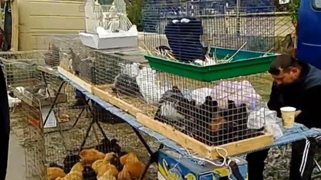 VLOG СОФИЙКА НА ПТИЧЬЕМ РЫНКЕ смотреть онлайн