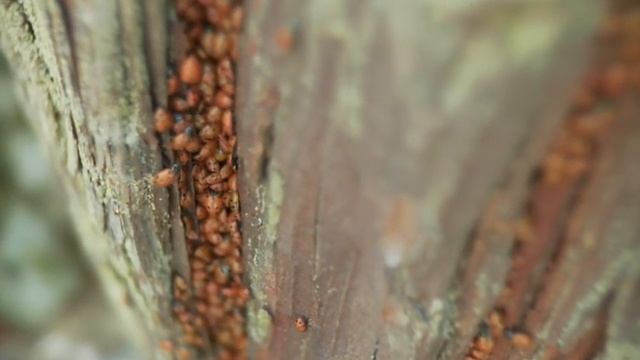 Ladybug Demonspawn смотреть онлайн