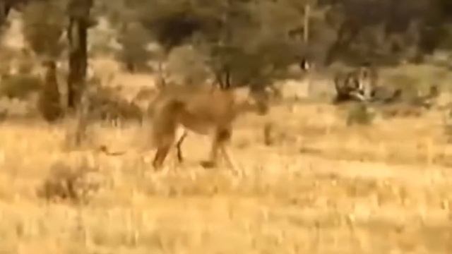 Lion Is Attacked By Oryx And Hippo Team Up To Attack Lion #lion #hippo #oryx #animals #wildanimals