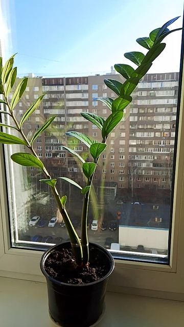 Замиокулькас