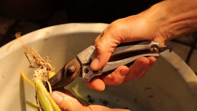 HOW TO SAVE A NEGLECTED ALICEARA ONCIDIUM. смотреть онлайн