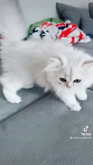 Шиншилла британская 😻 смотреть онлайн