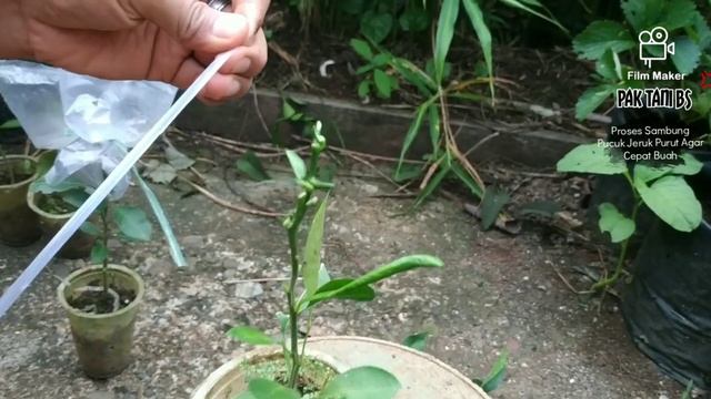 Bagaimana Cara Sambung Pucuk Antara Jeruk Nipis Dengan Jeruk Purut | Tehnik Mempercepat Buah смотреть онлайн