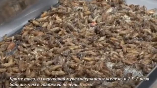 Ферма по выращиванию пищевых сверчков, из которой делают муку в Ставрополе смотреть онлайн