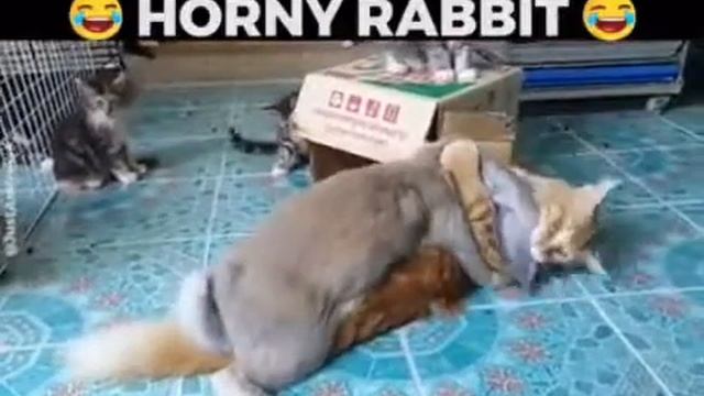 Horny Rabbit смотреть онлайн