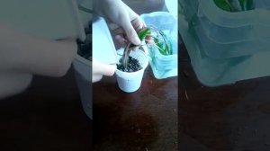 Посадка криптокарина