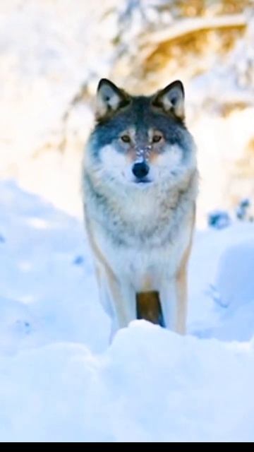 Wolf Call "🦊" #shotrs смотреть онлайн
