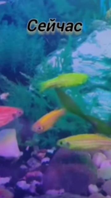 как менялись наши питомцы #кот #рекомендации #жизнь #котики #собака #рыбы #shorts смотреть онлайн