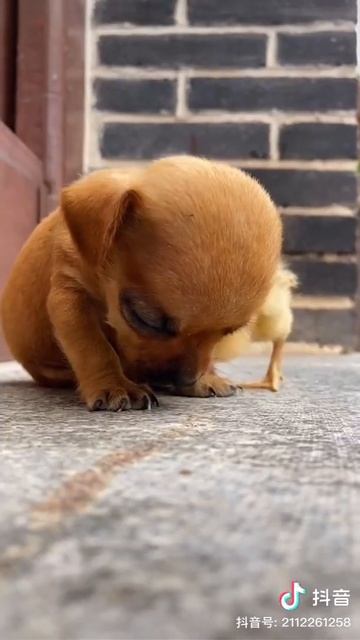 Цыпленок лучший друг щенка не дает ему заснуть #shorts смотреть онлайн