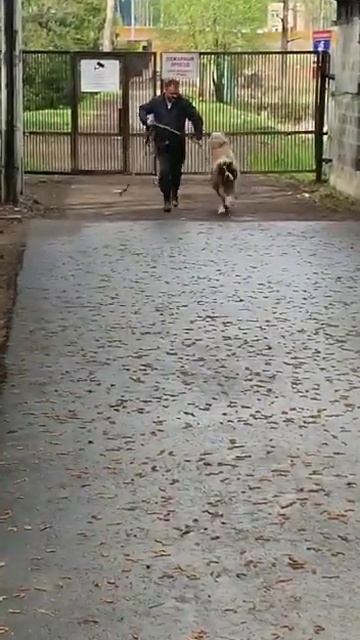 Московская сторожевая Арчи-4