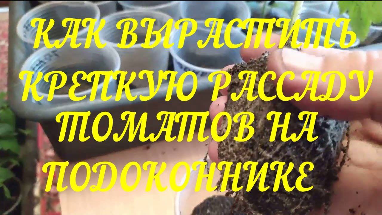 Выращиваем Рассаду томатов в квартире. Две важные подкормки и Пересадка В В БОЛЬШИЕ Стаканчики смотреть онлайн