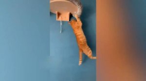 Приколы с котами! Смешные коты! С ОЗВУЧКОЙ! СМЕШНЫЕ ЖИВОТНЫЕ 2024! Тест на психику!