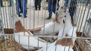 22.03.2025г Воронеж Ярмарка ч. 2