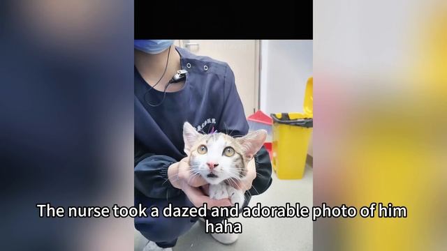 The poor kitten fell ill by the side of the highway, and not a single passing car stopped for him.😢 смотреть онлайн