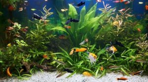 Красивый аквариум с рыбками.