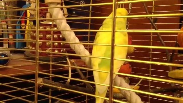 Лима говорящий попугайчик смотреть онлайн