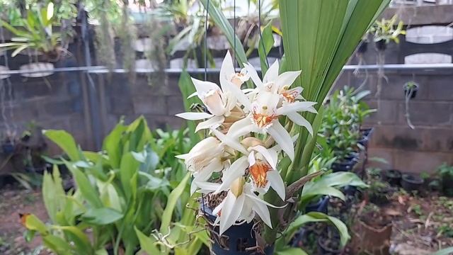 เอื้องเทียนส้มอินโด (Coelogyne asperata) กล้วยไม้พันธุ์อินโดนีเซีย ไปจนถึงหมู่เกาะโซโลมอน смотреть онлайн