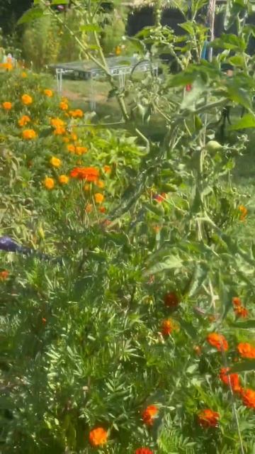 Tomatoes & Marigold Flowers in my backyard garden #short #shorts смотреть онлайн