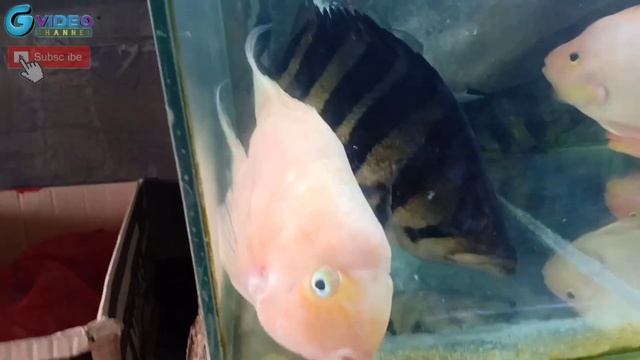 Pasar IKAN HIAS MUARA BANDUNG | Info Bandung part 3 (2020) Aquarium Fish Market смотреть онлайн