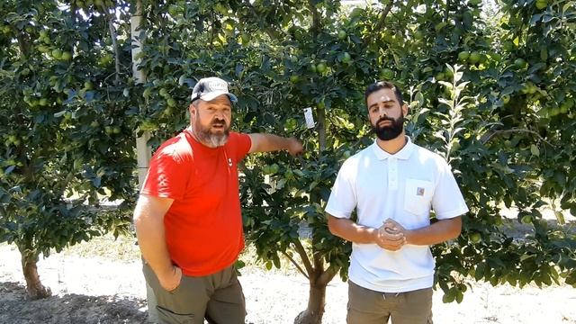 Anderline - Success story - Έλεγχος Τετρανύχου χωρίς ψεκασμό! смотреть онлайн