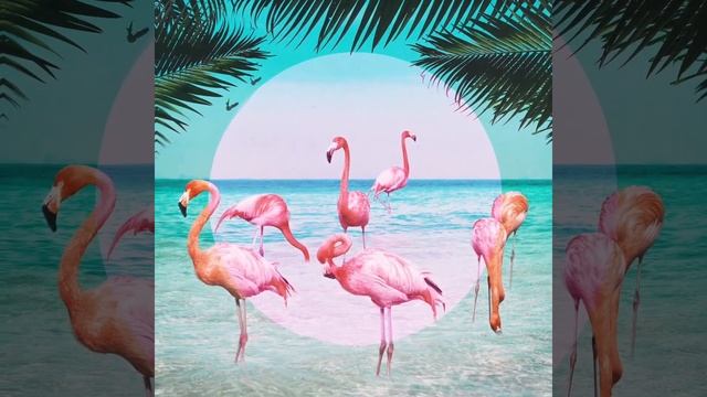 VIQ - Flamingo [Full EP] смотреть онлайн