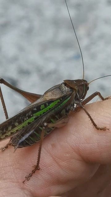 Большой кузнечик залез мне на руку и сидит 🦗🦗😬 смотреть онлайн