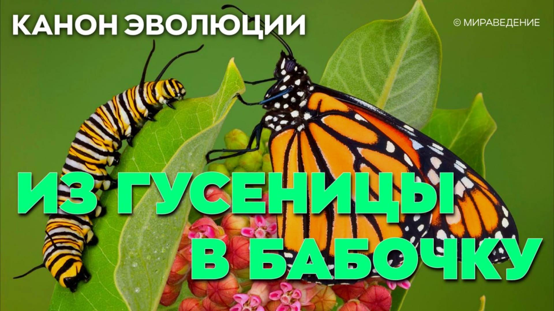 ИЗ ГУСЕНИЦЫ В БАБОЧКУ. Канон Эволюции смотреть онлайн
