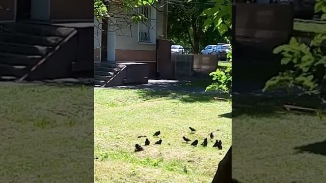 Скворцы загорают смотреть онлайн