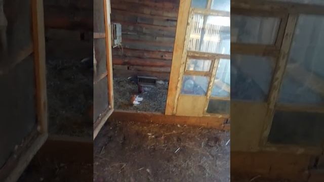 Показываю, других голубей в другом вальере, о голубях смотреть онлайн