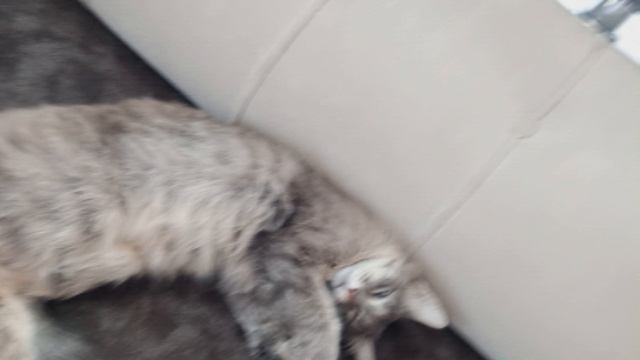 1000006007.mp4 смотреть онлайн