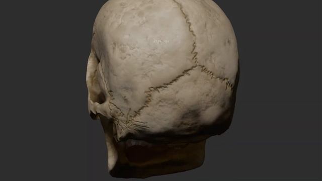Female Skull - Anatomy Practice Zbrush смотреть онлайн