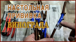 ТРИ способа ПРИВИВКИ, которые сможет сделать каждый