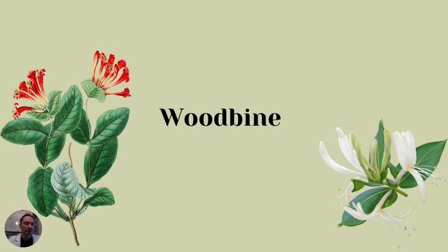 Honeysuckle - Jin Yin Hua - Lonicera Japonica