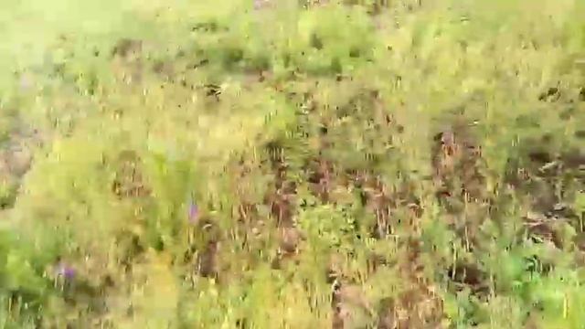 Соняшник класичний смотреть онлайн