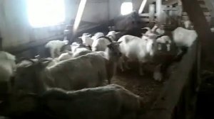 Уборка навоза в козлятнике