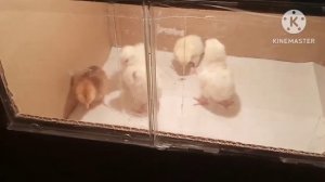 сделали для🐣🐣🐣 простейший брудер из коробки 🤓