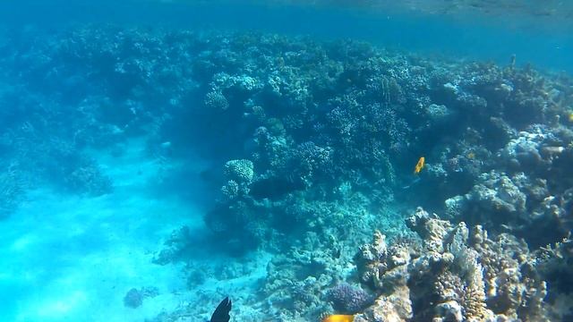 big fish Hurghada смотреть онлайн