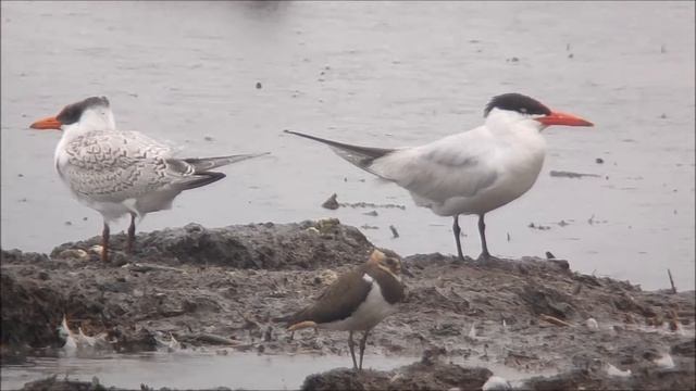 Caspian tern juvenile (sterna caspia/Hydroprpogne caspia) смотреть онлайн