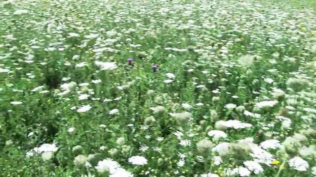 Gesi Bağları (Enstrümantal) (Yedi Karanfil) - Esen Müzik смотреть онлайн