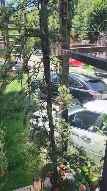 1 июля 2023 Адлер Сочи - село Черешня. Что нового? Лето пришло. Занимаюсь растениями. смотреть онлайн