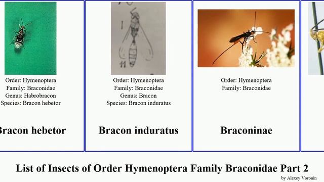 List Of Insects Of Order Hymenoptera Family Braconidae Part 2 Cotesia Atanycolus Chelonus Aphidius
