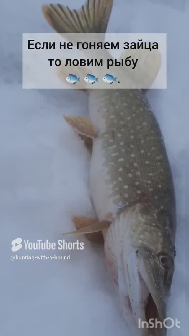 Если не гоняем зайца то ловим рыбу 🐟 🐟 🐟.#рыбалка #fishing #щука#охотасгончей #топ #hunting #tro смотреть онлайн