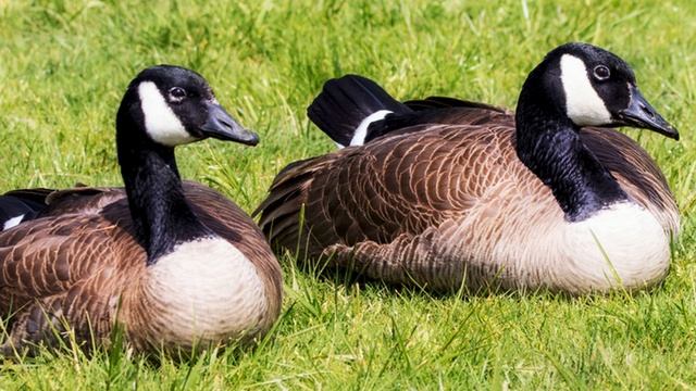 Птицы. Голоса птиц. Канадская казарка. Дикие гуси смотреть онлайн