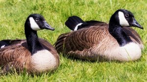 Птицы. Голоса птиц. Канадская казарка. Дикие гуси